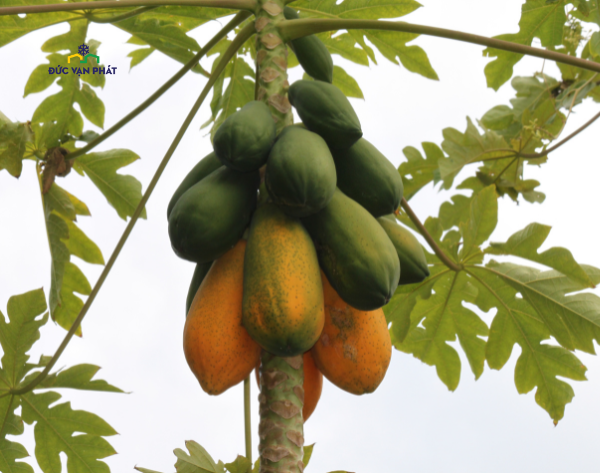 Đu đủ cắt lựu - Diced Papaya