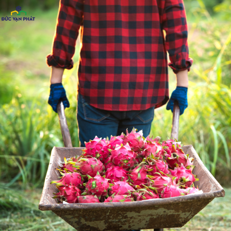 Thanh long đỏ cắt lựu đông lạnh - Frozen Red Flesh Dragon Fruit Cubes